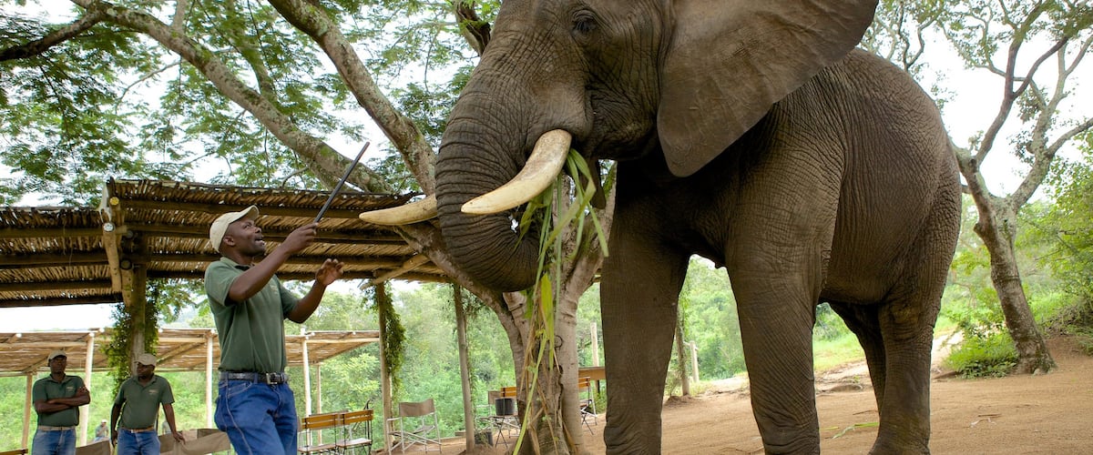 Elephant Whispers which includes land animals and zoo animals