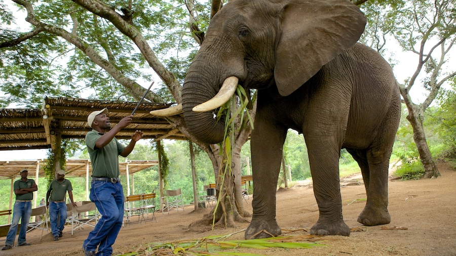 Elephant Whispers caratteristiche di animali da zoo e animali di terra