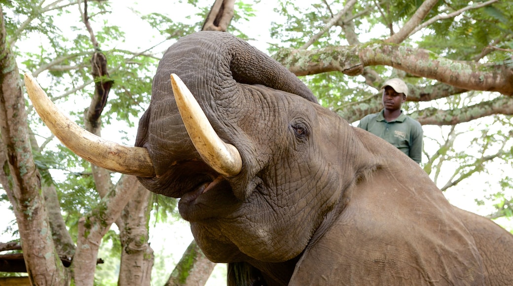 Elephant Whispers que incluye animales del zoo y animales terrestres y también un hombre