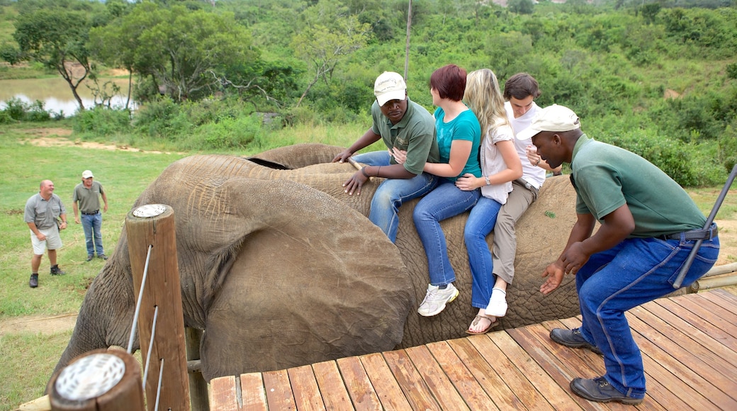 Elephant Whispers caratteristiche di animali di terra e animali da zoo cosi come un grande gruppo di persone