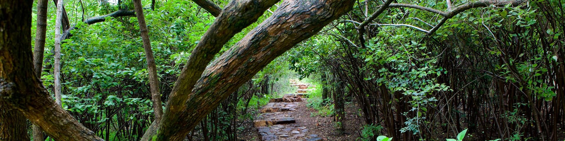 Wonderboom Nature Reserve which includes landscape views and rainforest