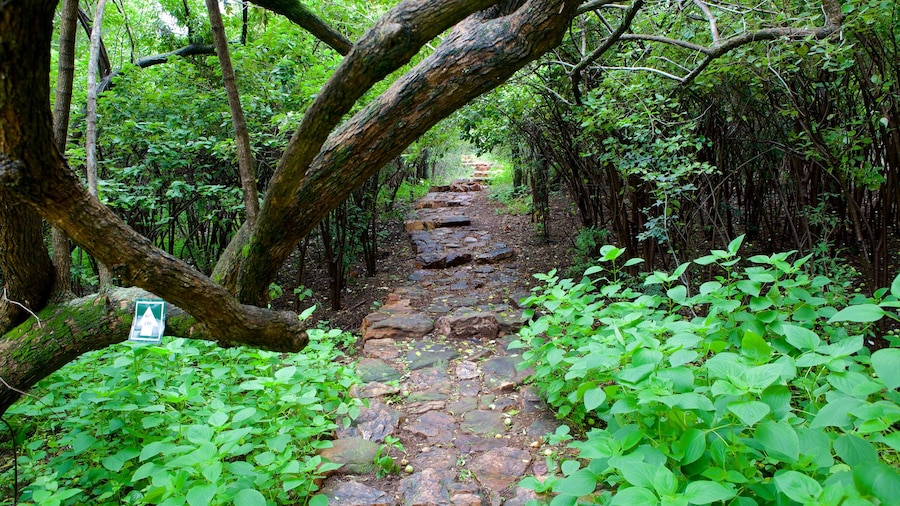 Wonderboom Nature Reserve