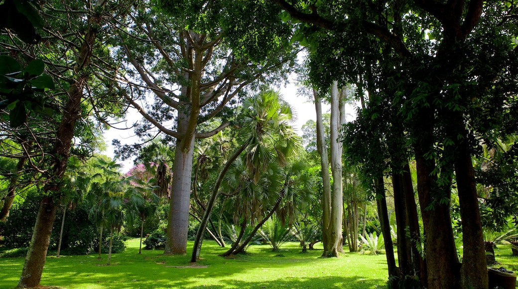 Jardins botaniques de Durban qui includes parc