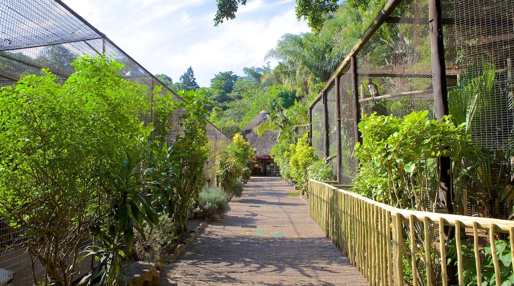 Umgeni River Bird Park showing a park