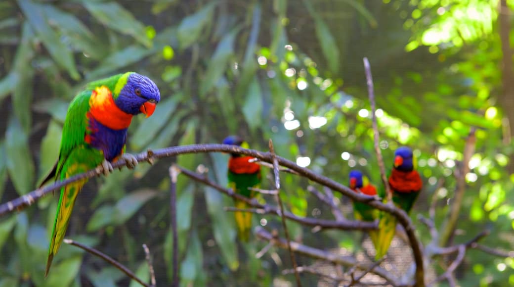 Umgeni River Bird Park which includes a park and bird life