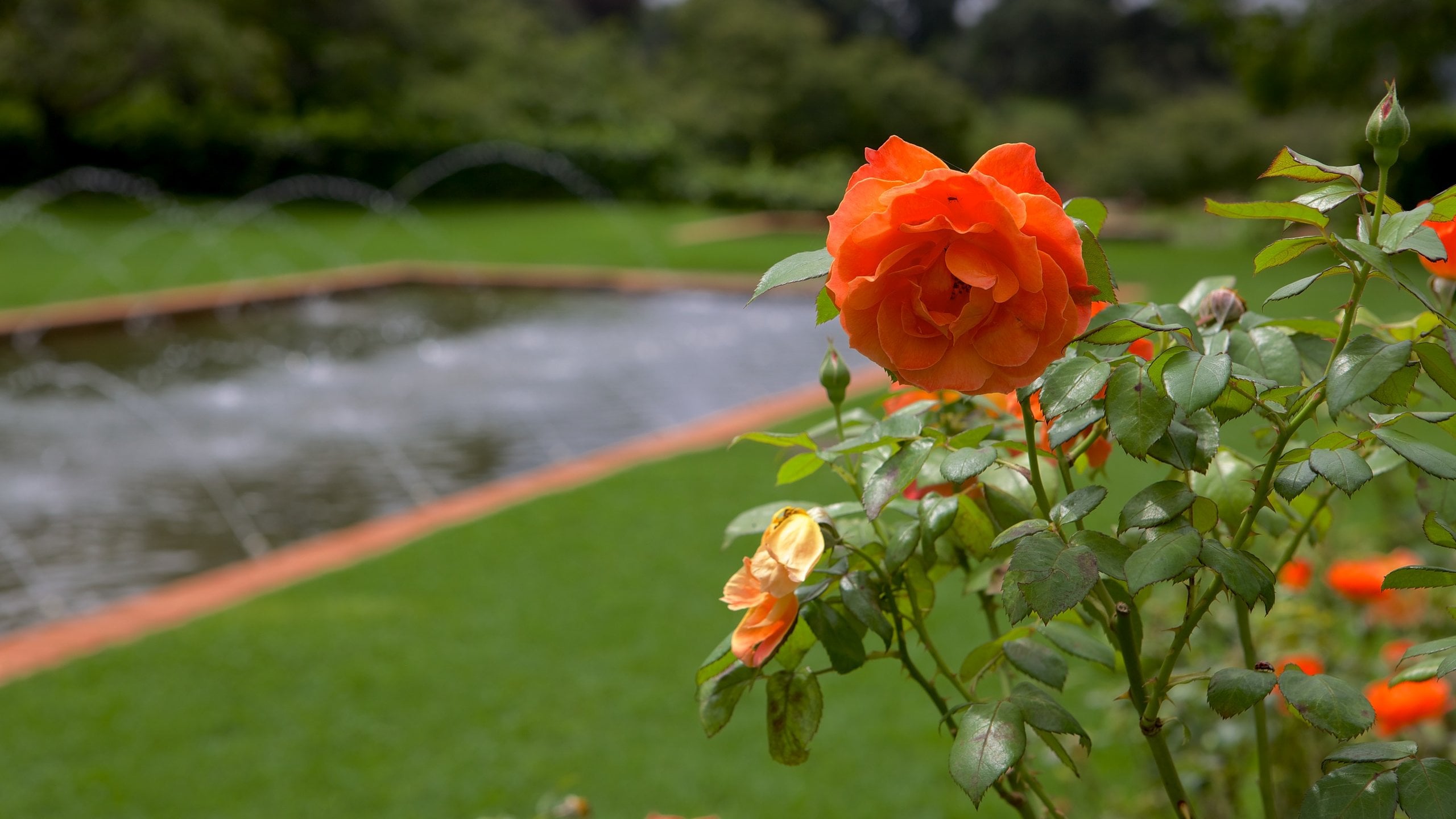 Rose Gardens Johannesburg Fasci Garden