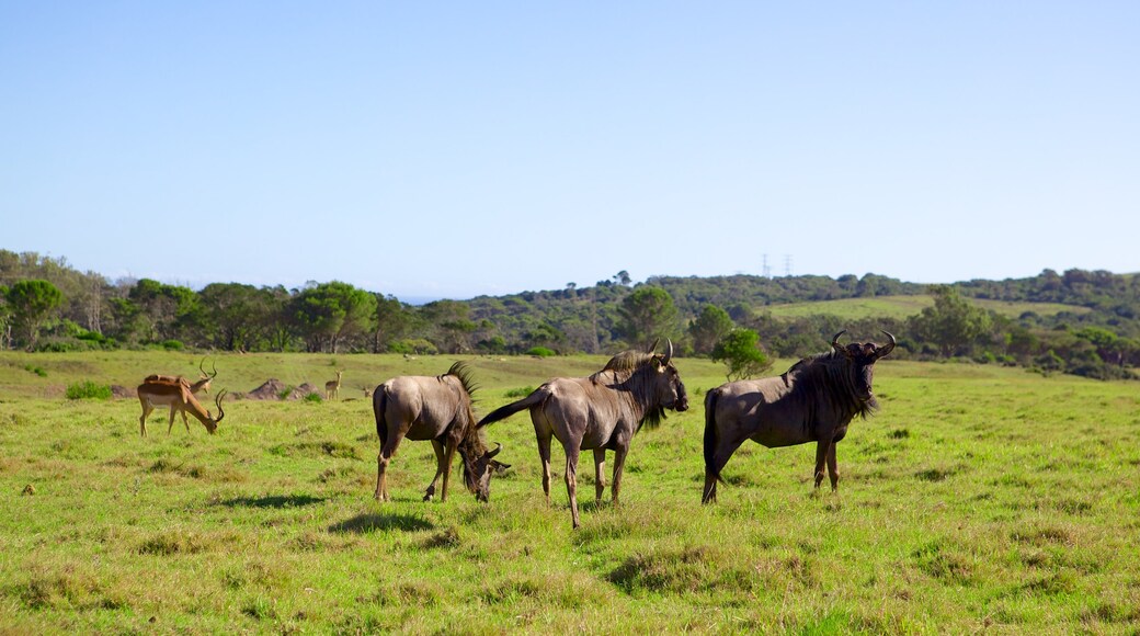 Port Elizabeth featuring land animals, landscape views and safari adventures