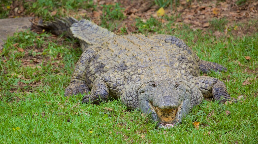 KwaZulu-Natal ofreciendo animales del zoo y animales peligrosos