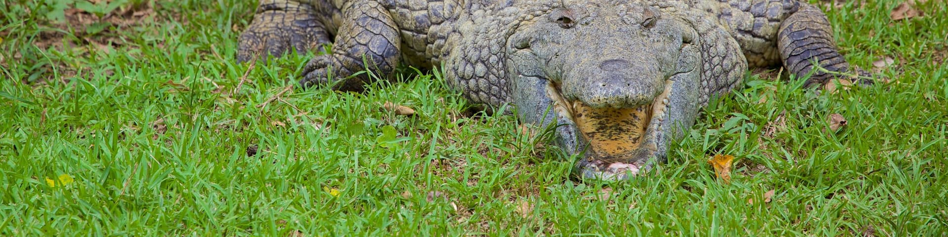 クワズル ナタル どの含み 危険な動物 と 動物園の動物