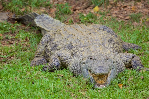 Kwazulu-Natal montrant animaux dangereux et animaux de zoo