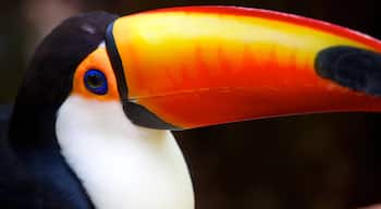 Bird Park showing bird life and zoo animals