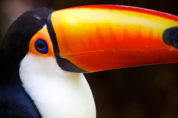 Bird Park which includes zoo animals and bird life