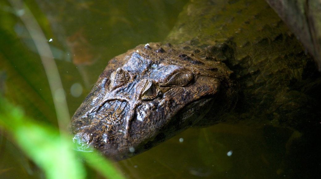 飛禽公園 设有 動物園裡的動物 和 危險動物