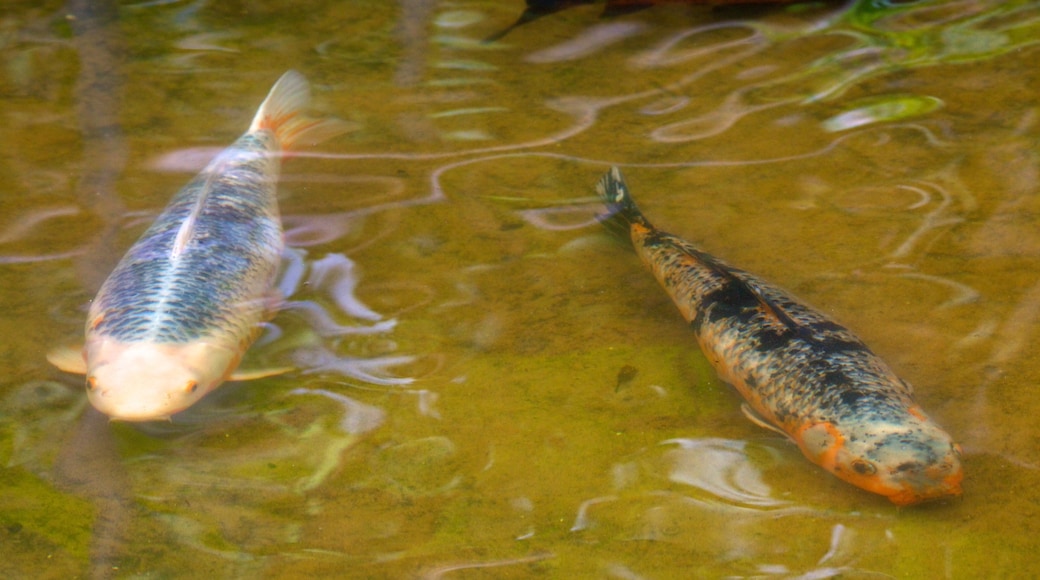 Bird Park showing marine life