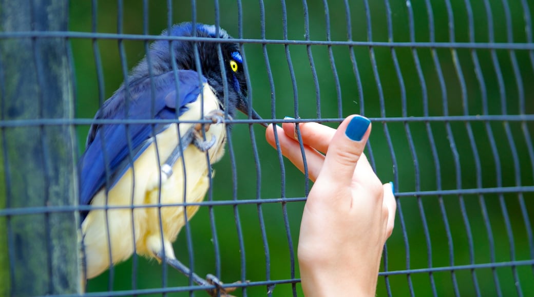 Parque de las Aves mostrando animales de zoológico y aves