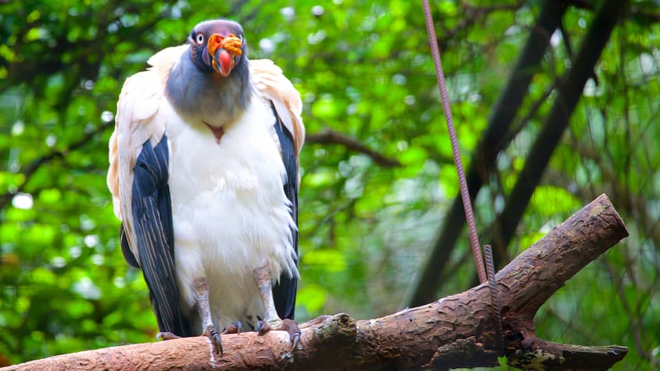 Parque das Aves caracterizando animais de zoológico e vida das aves