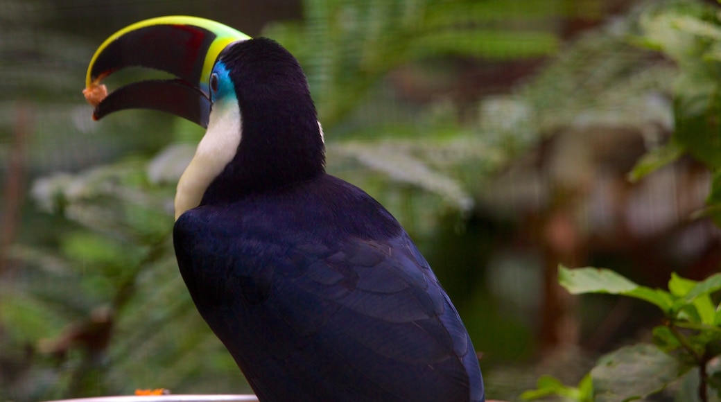 Parco degli uccelli caratteristiche di volatili e animali da zoo