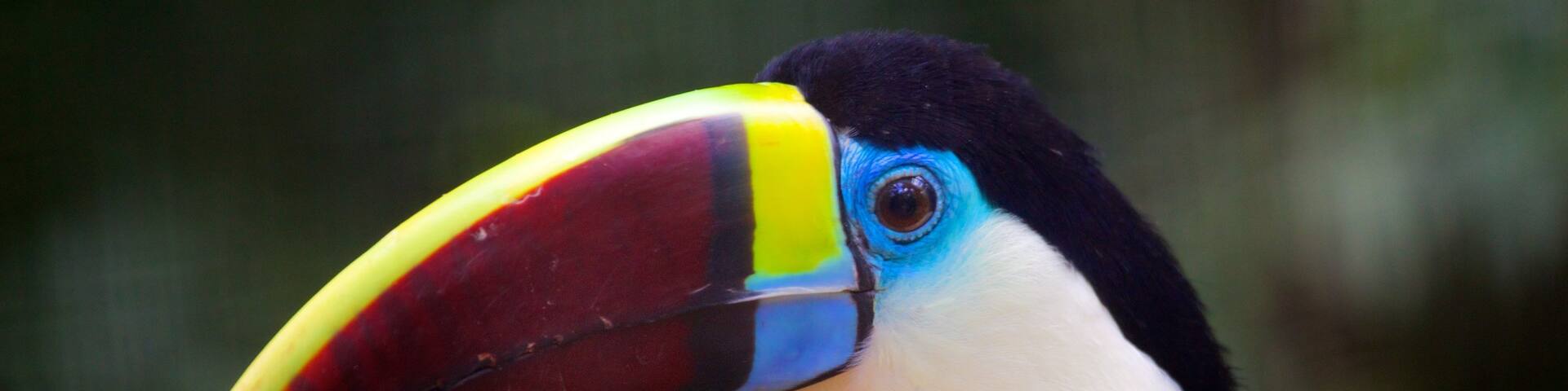 Bird Park showing bird life, a garden and zoo animals