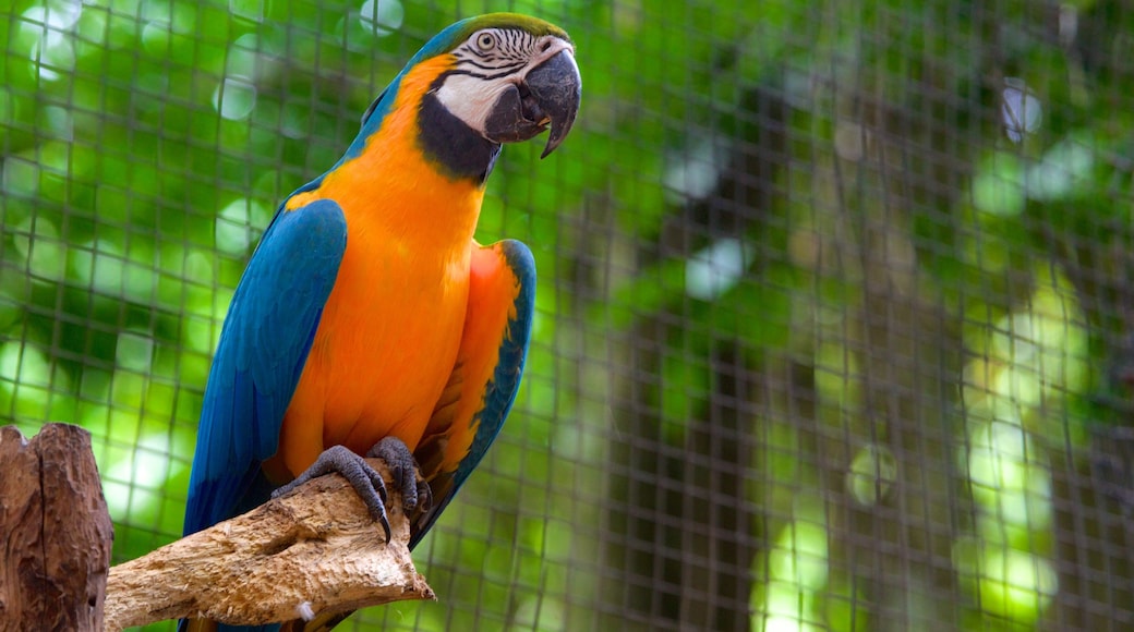 Fågelpark som inkluderar zoodjur och fåglar