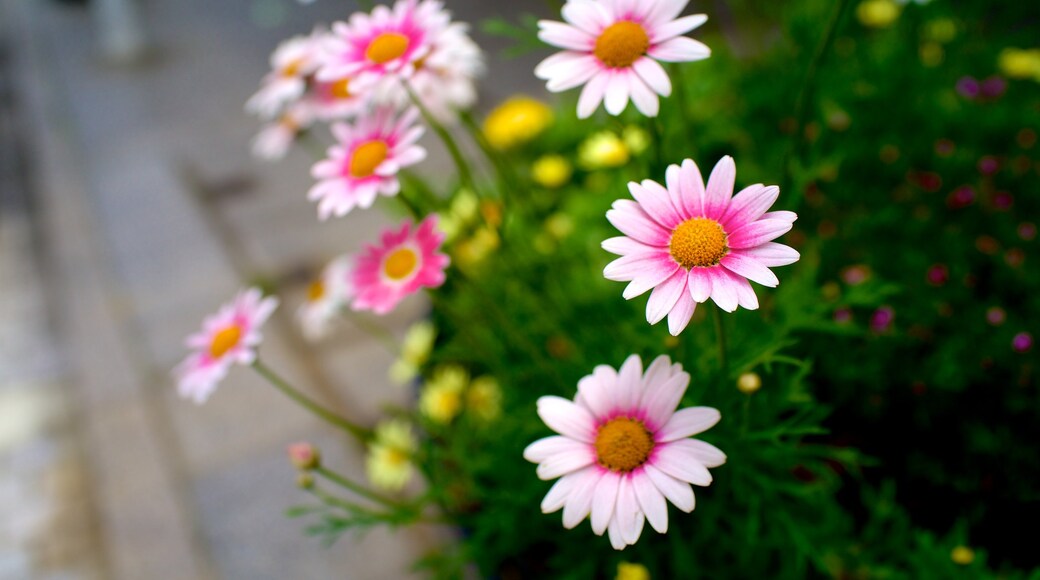 Yokohama showing flowers