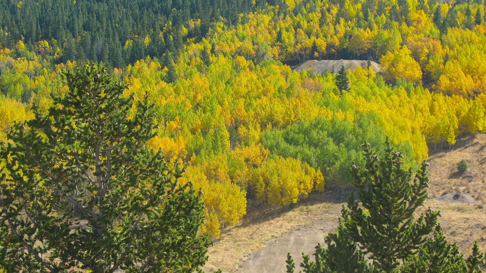 Cripple Creek mit einem Waldmotive