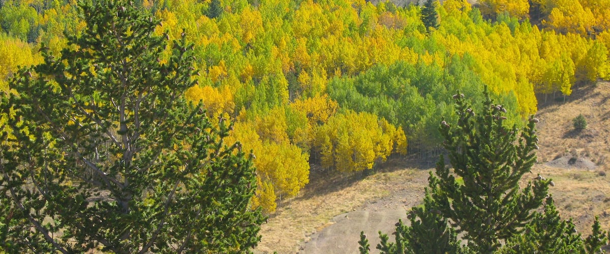 Cripple Creek ofreciendo bosques