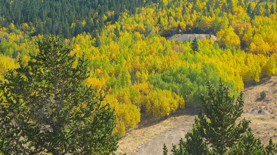 Cripple Creek ofreciendo bosques