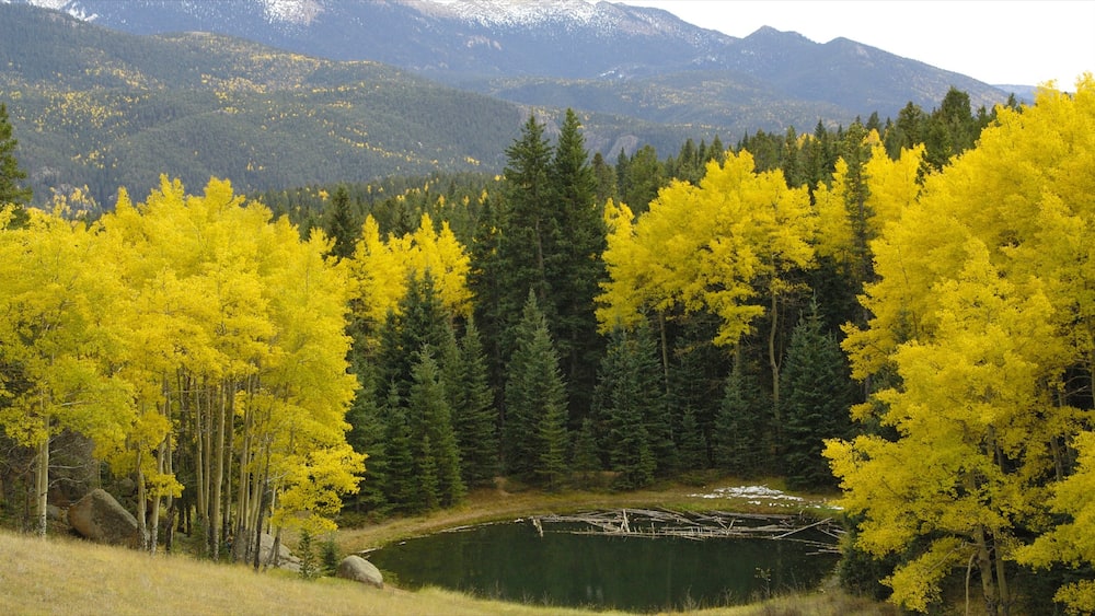 Mueller State Park das einen Teich und Waldmotive