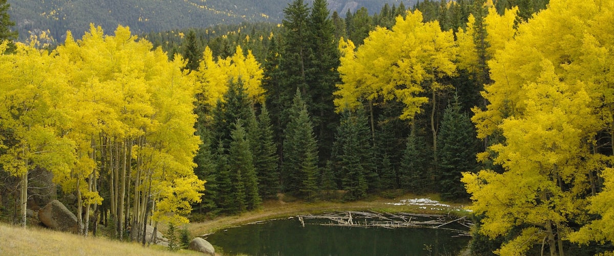 Mueller State Park showing forests and a pond