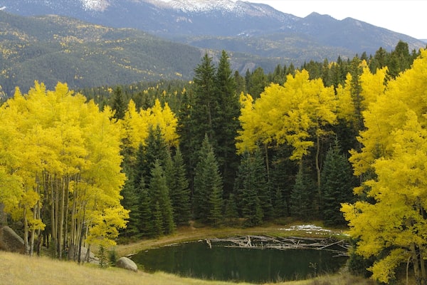Mueller State Park showing forests and a pond
