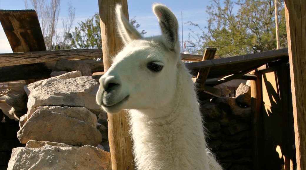 Chile showing cuddly or friendly animals and land animals