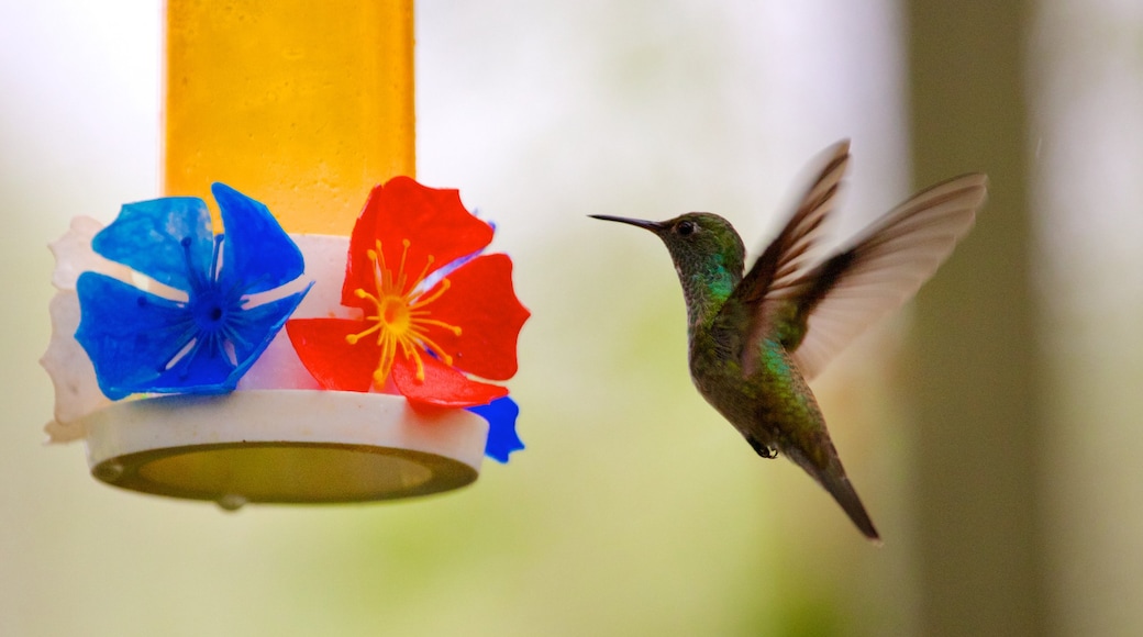 Iguazu which includes bird life