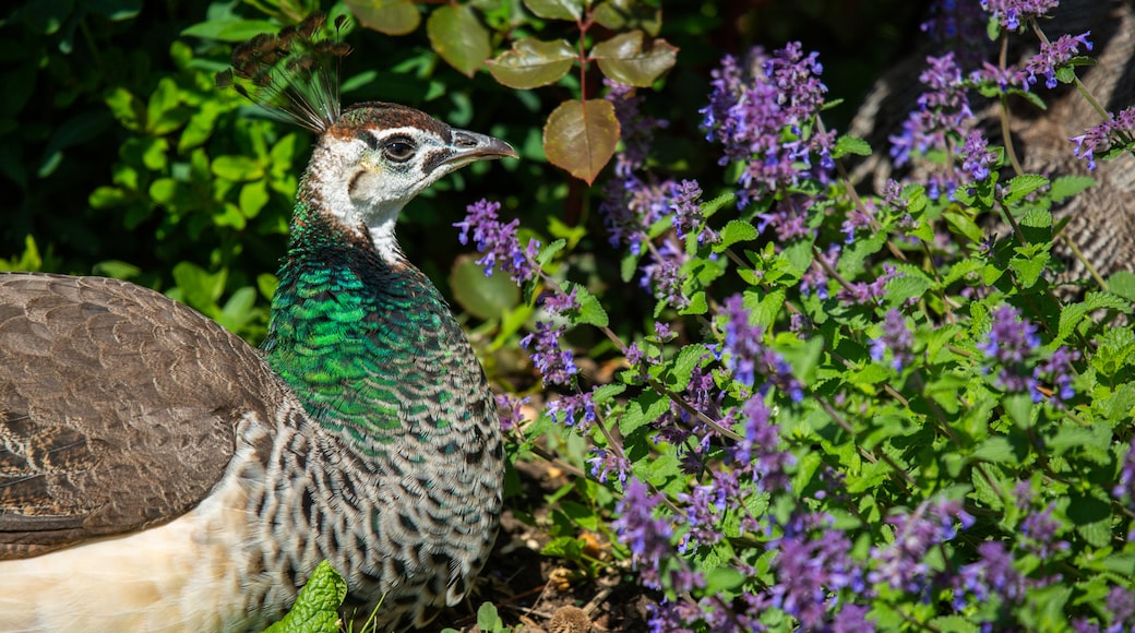 Jardín de Aclimatación mostrando vida de las aves, flores y animales del zoológico