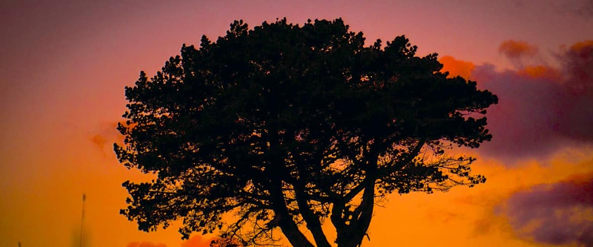 King Island showing a sunset and animals