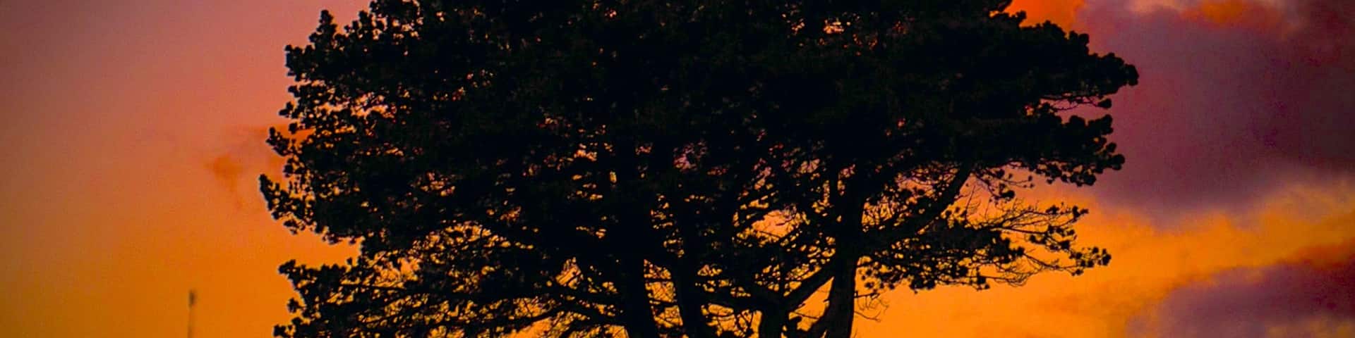 King Island showing a sunset and animals