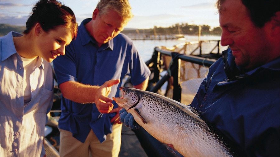 Dover toont zeedieren