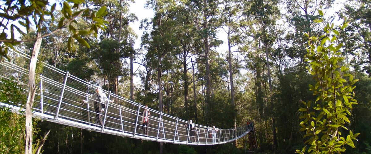 Geeveston showing a suspension bridge or treetop walkway and forests