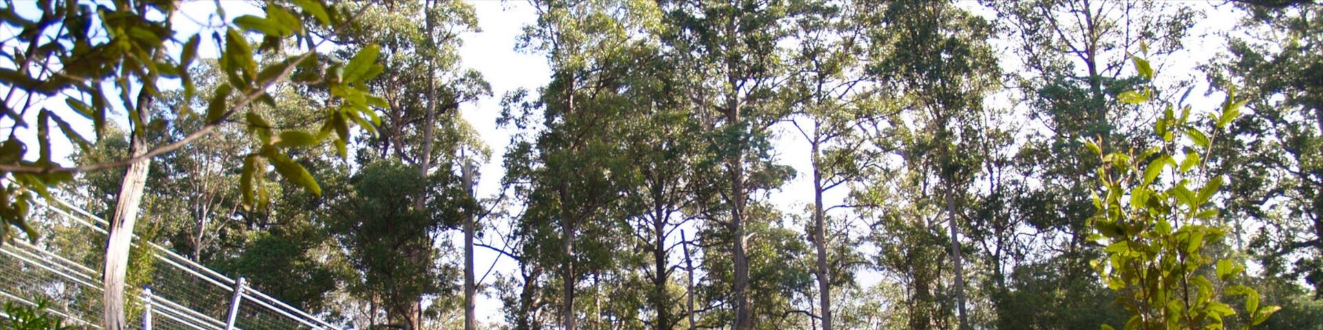 Geeveston showing a suspension bridge or treetop walkway and forest scenes