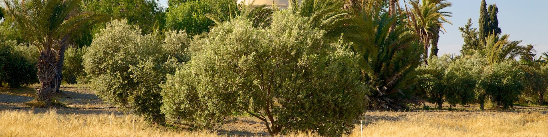 Larnaca