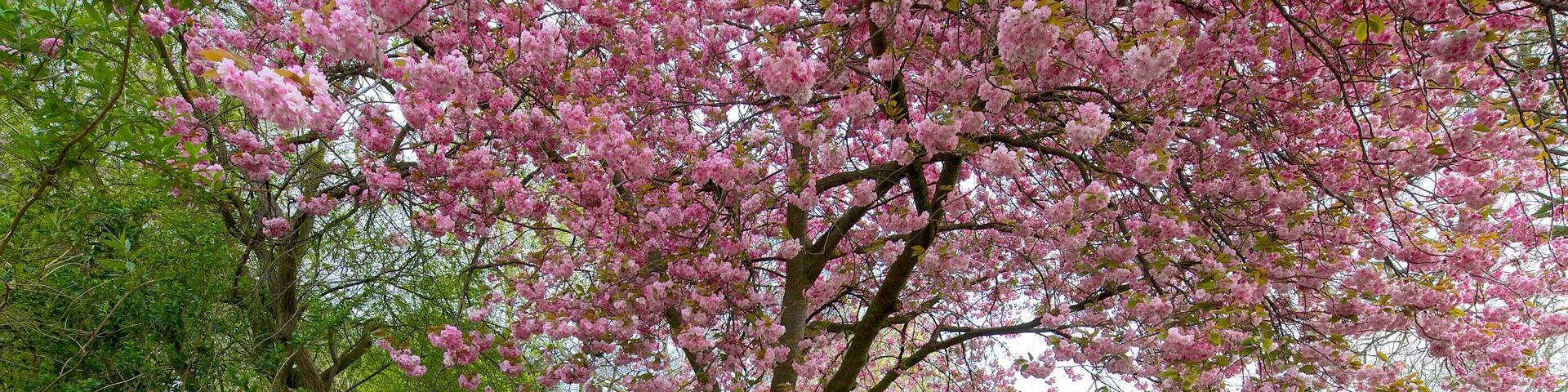 York Minster showing a garden and flowers