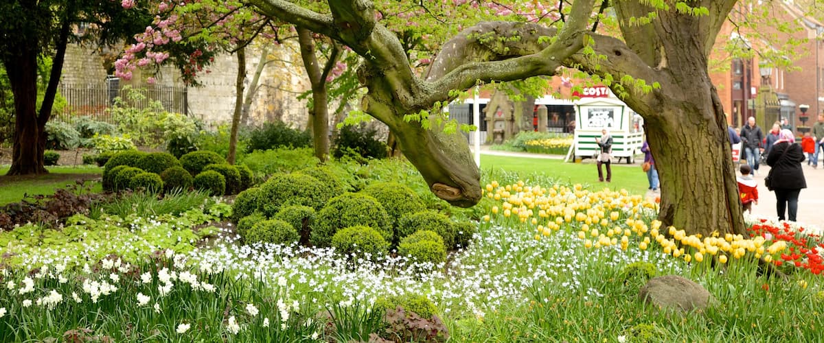 York mostrando un jardín y flores