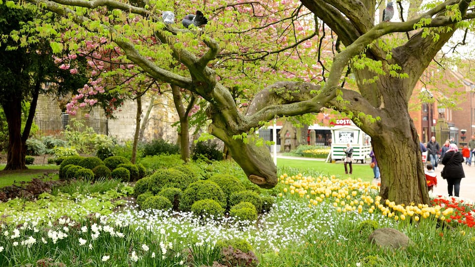 York montrant parc et fleurs
