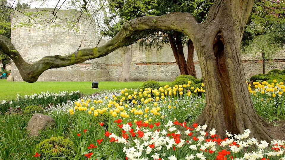York which includes flowers and a garden