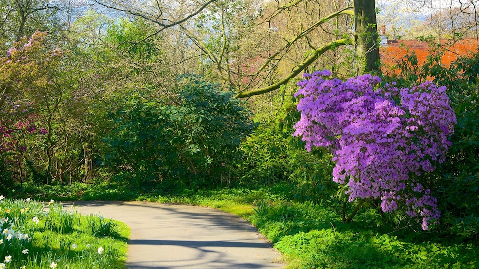 Leeds showing a park