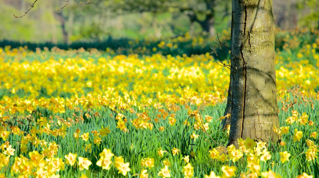 Sefton Park showing wild flowers