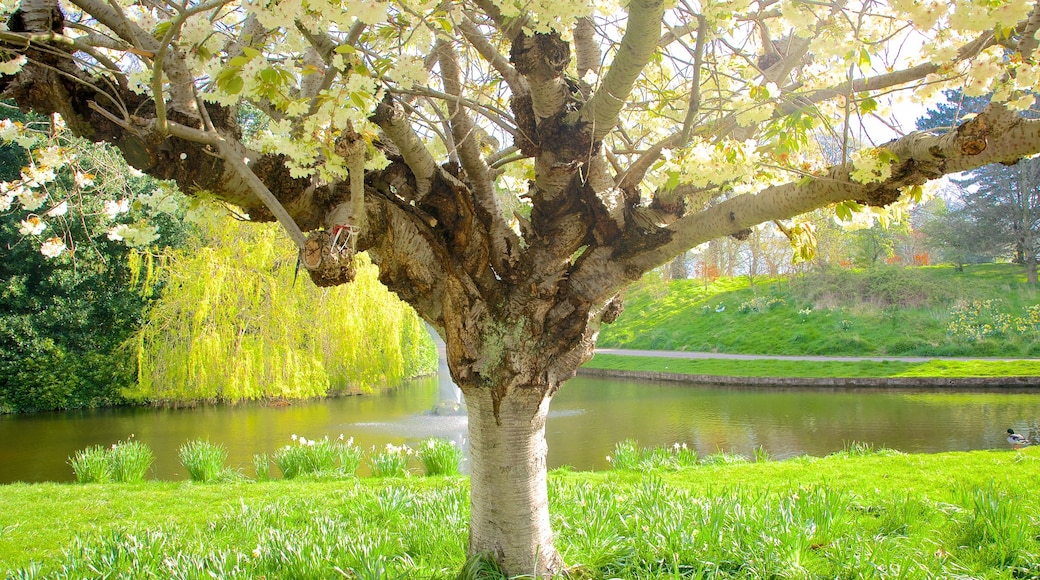 Sefton Park showing a garden and a pond