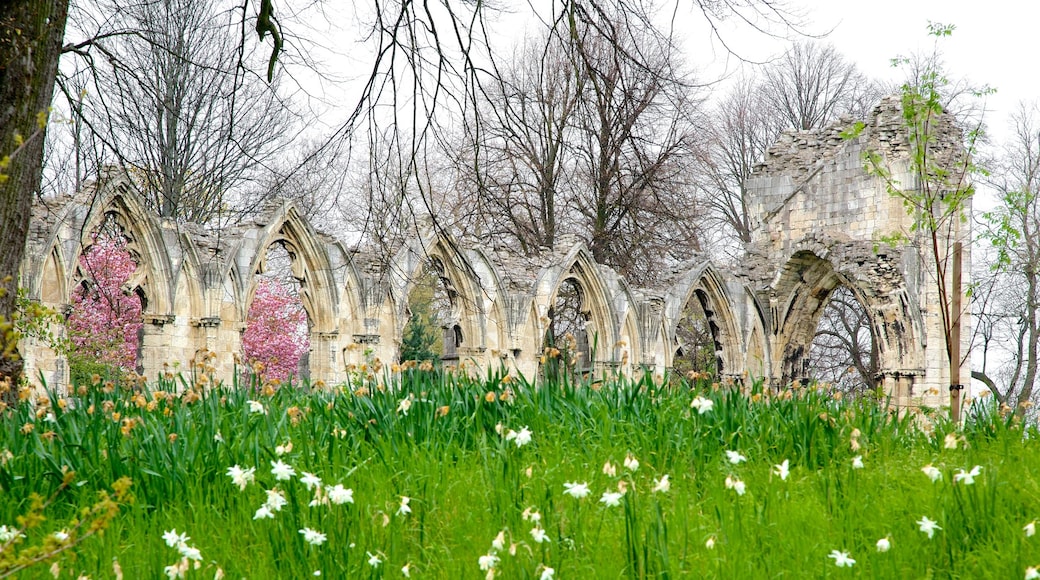 St. Mary\'s Abbey แสดง ซากปรักหักพัง และ ดอกไม้ป่า