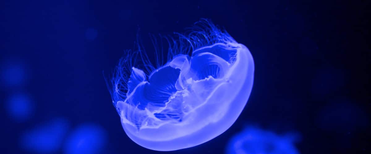 Cretaquarium showing marine life
