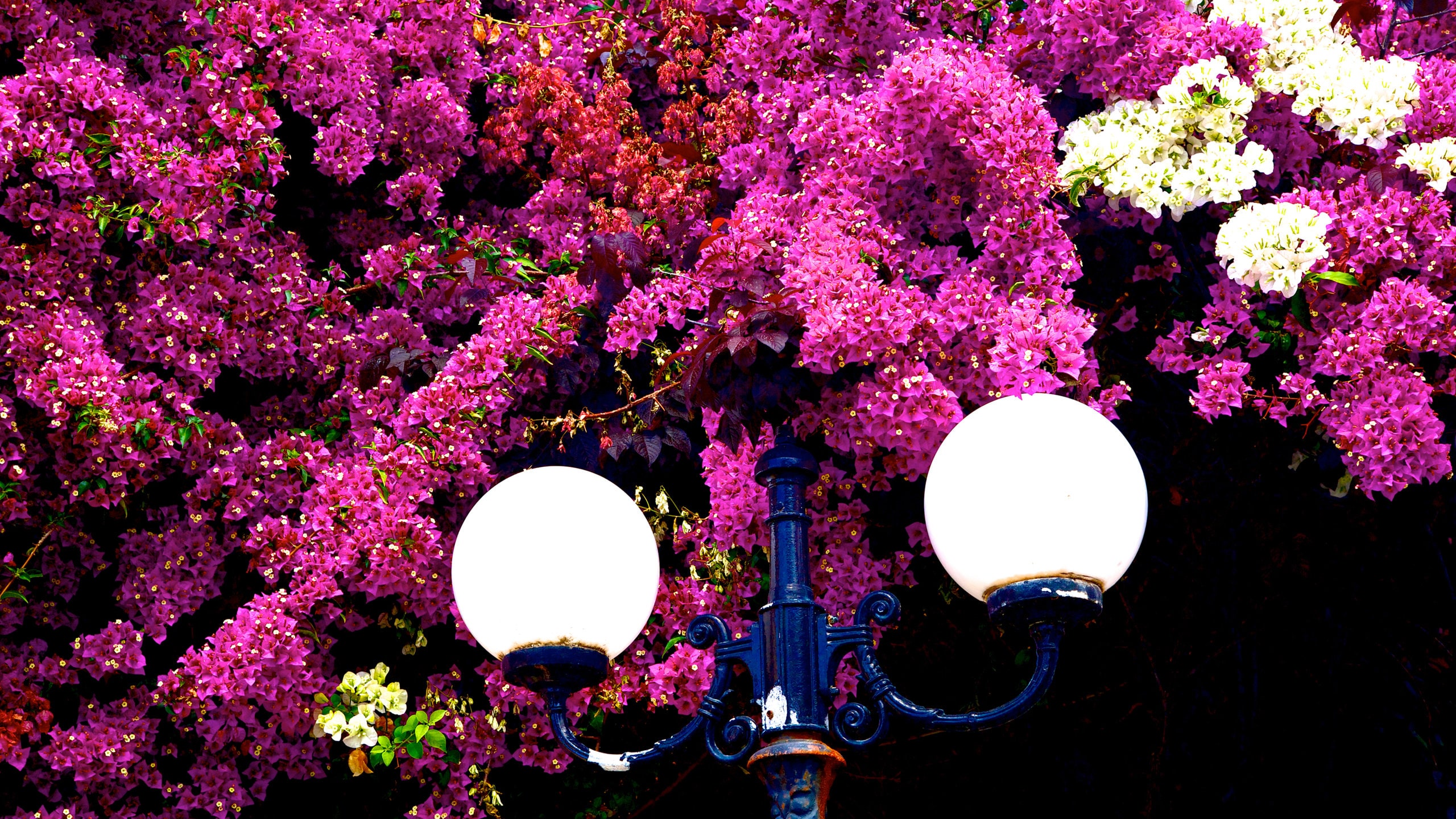 Kos featuring flowers