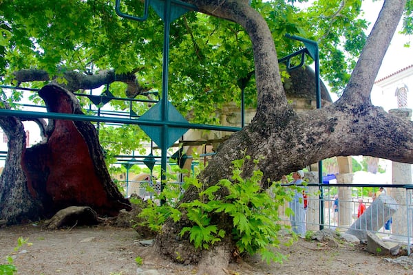 Tree of Hippocrates